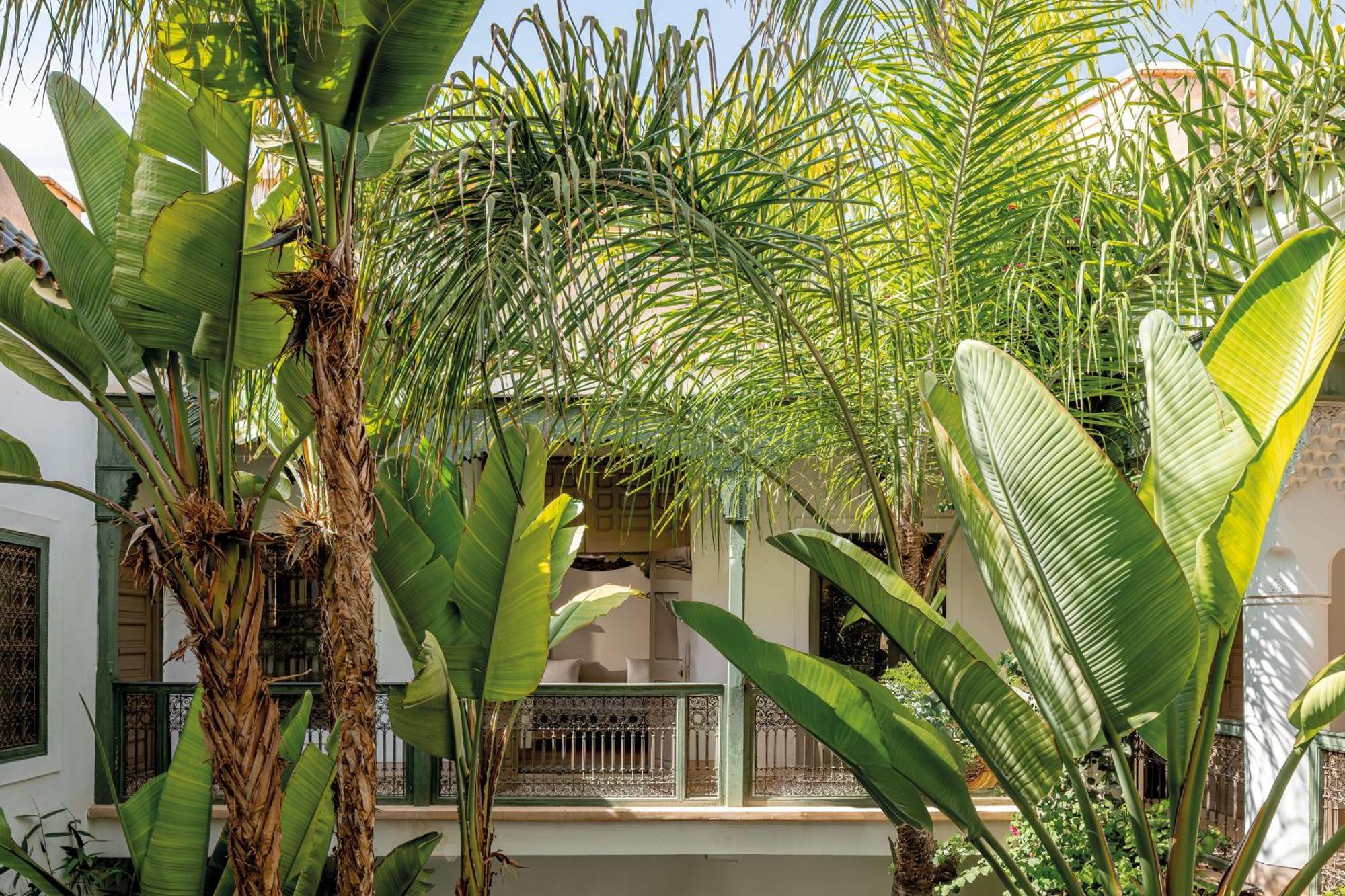 Nefelibata Junior Suite